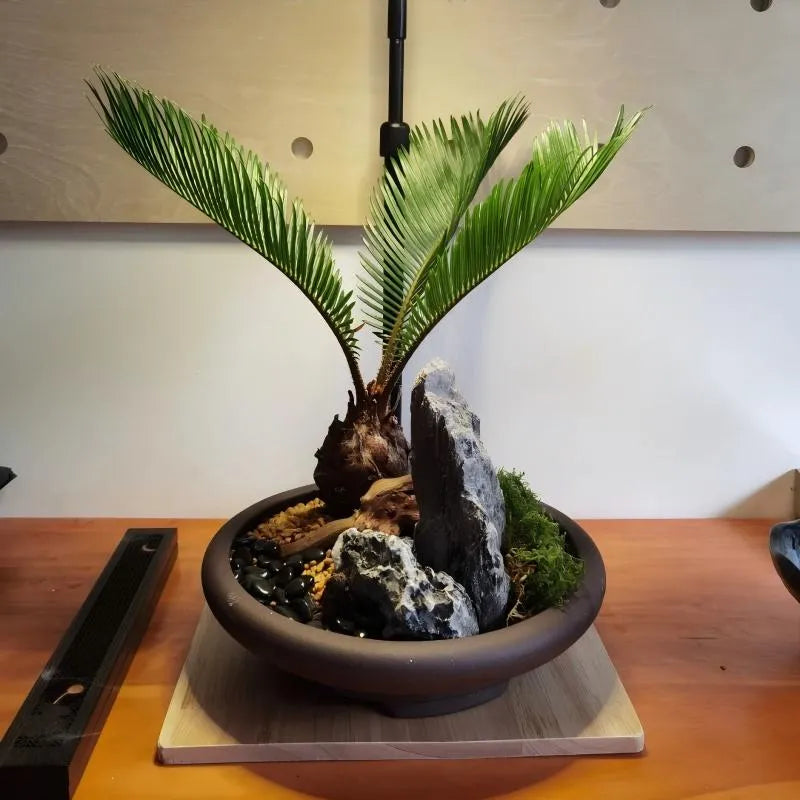 Sago palm tree in round dark planter with brown trunk, green fronds, and rocks