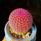 Multicolor crochet cactus ball in blue pot, red and pink thread spines with green base