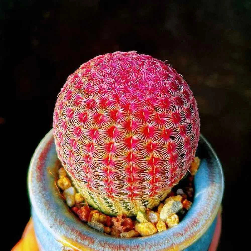 Multicolor crochet cactus ball in blue pot, red and pink thread spines with green base