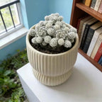 Cream ribbed ceramic planter with clustered spiky globe cacti