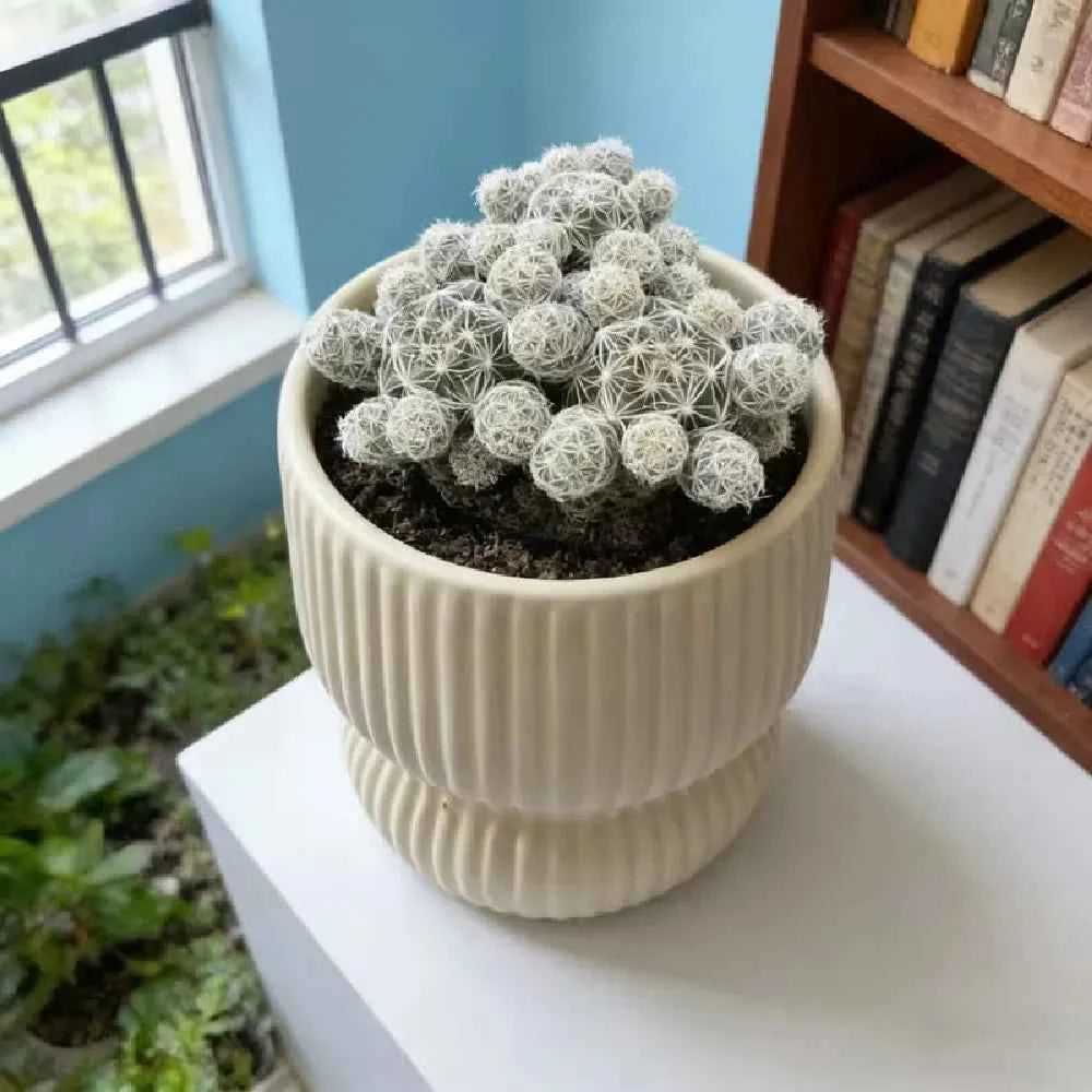 Cream ribbed ceramic planter with clustered spiky globe cacti