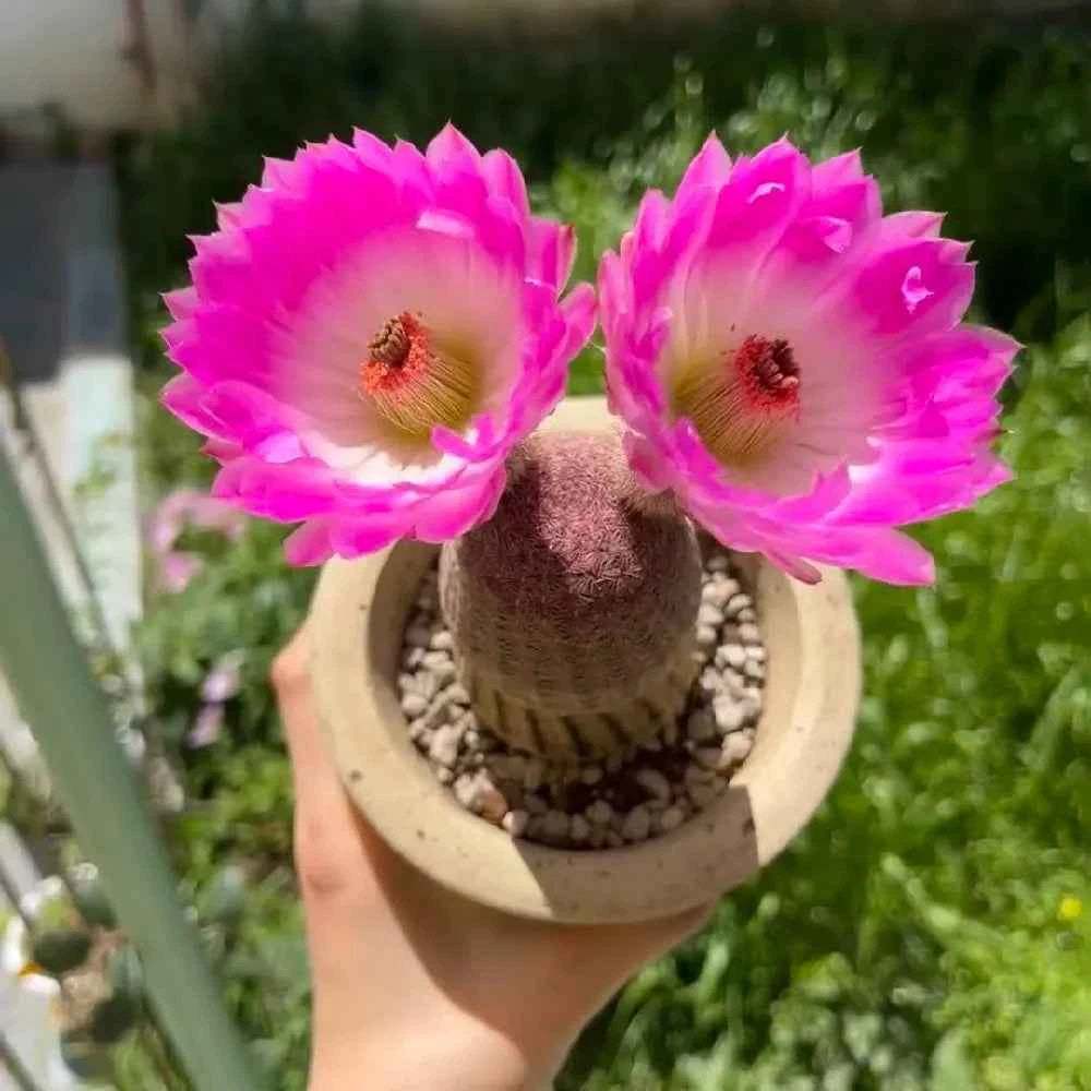 Potted cactus with two bright pink flowers on beige pot, multicolor thread spines