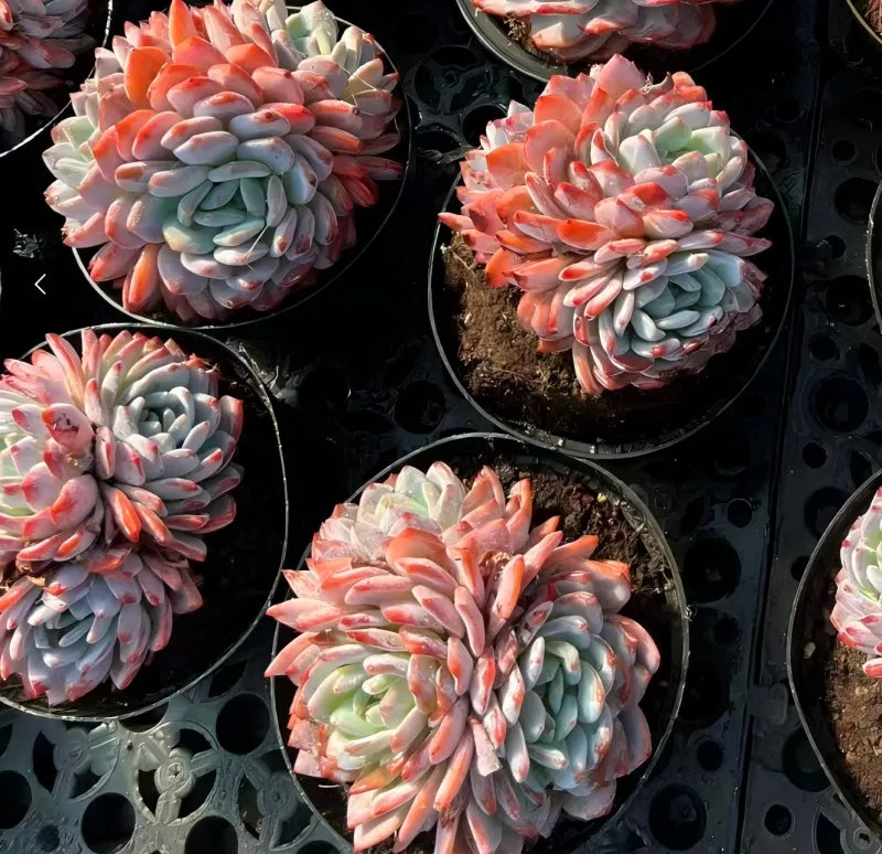 Succulent rosette plants in pots, blue-gray leaves with pink-orange tips