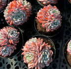 Succulent rosette plants in pots, blue-gray leaves with pink-orange tips