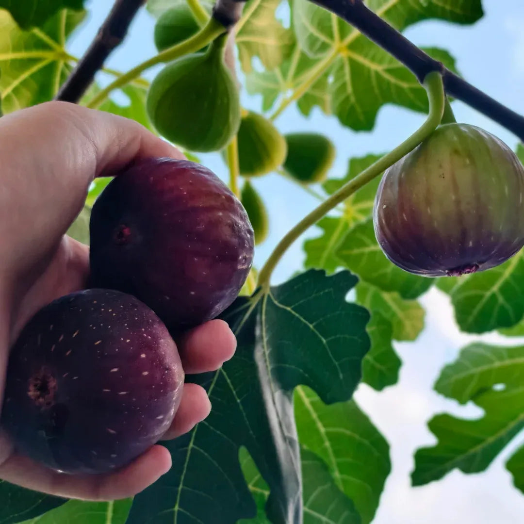 Bojihong Fig Tree - 1.5ft Tall Bare Root Soil Song