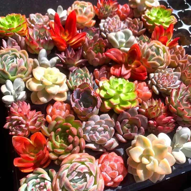 Assorted colorful succulents with thick rosette and finger-like leaves