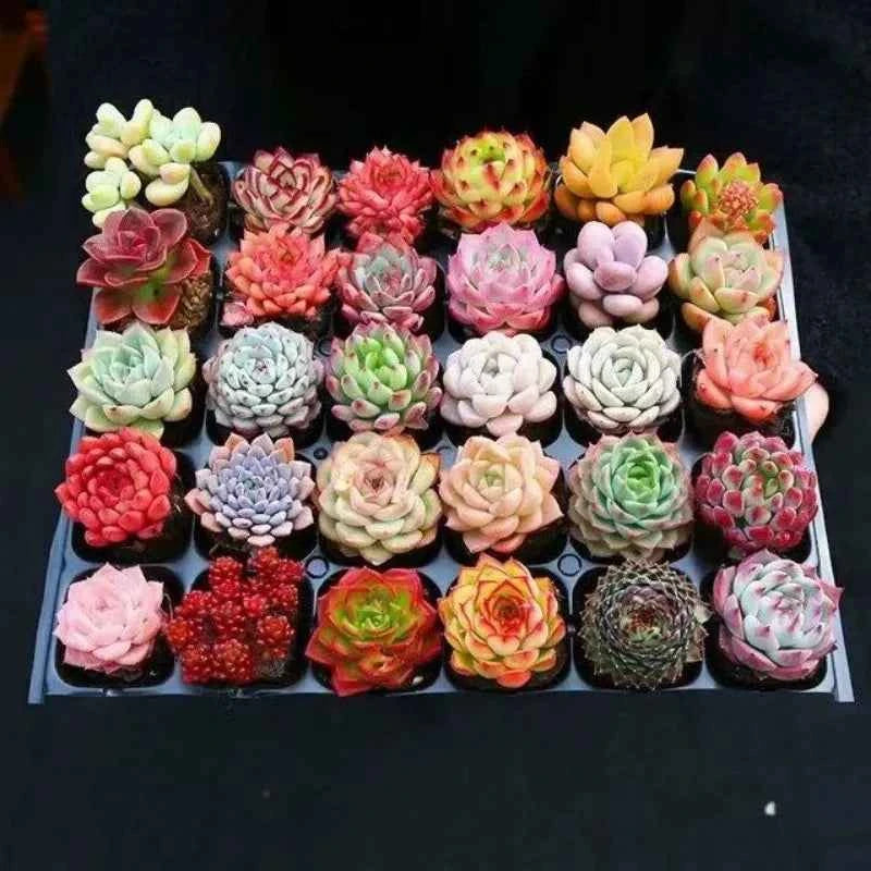 Assorted succulent plants in small pots, colorful rosette leaves on tray