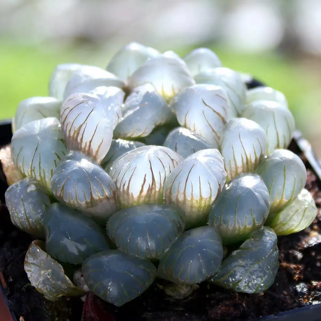 Haworthia Cooperi Ice Lantern - 2'' Soil Song