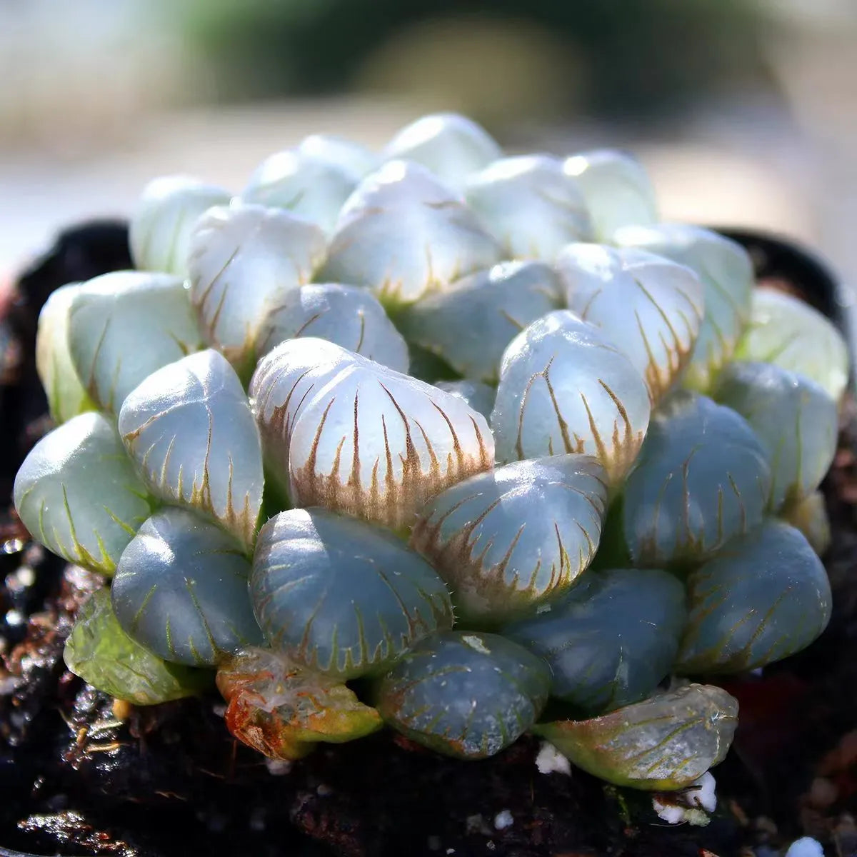 Haworthia Cooperi Ice Lantern - 2'' Soil Song