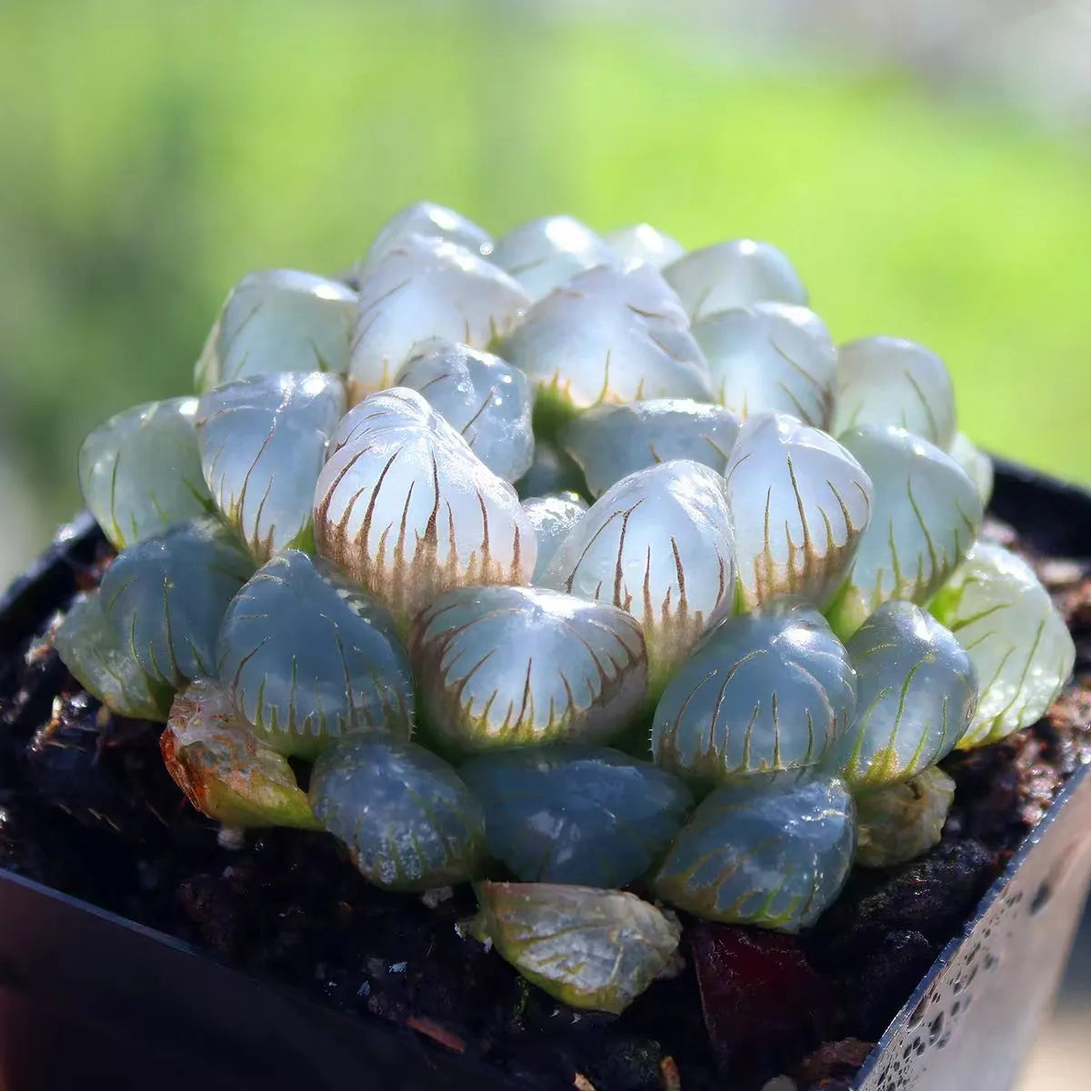 Haworthia Cooperi Ice Lantern - 2'' Soil Song