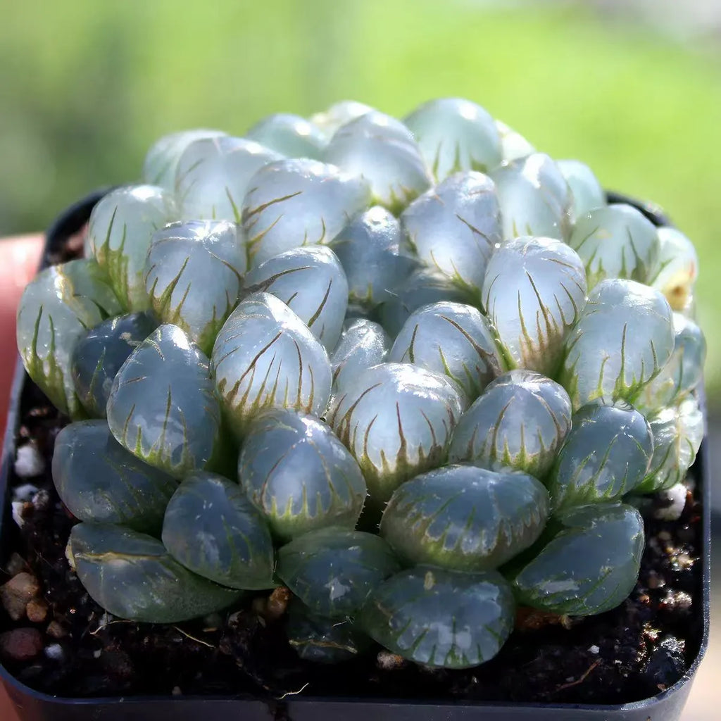 Haworthia Cooperi Ice Lantern - 2'' Soil Song