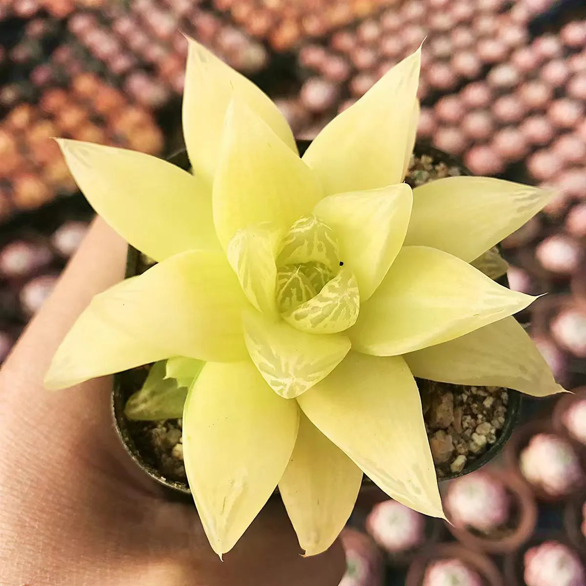 Haworthia Cymbiformis 'Xantha Gold' - 2.5'' mysoilsong