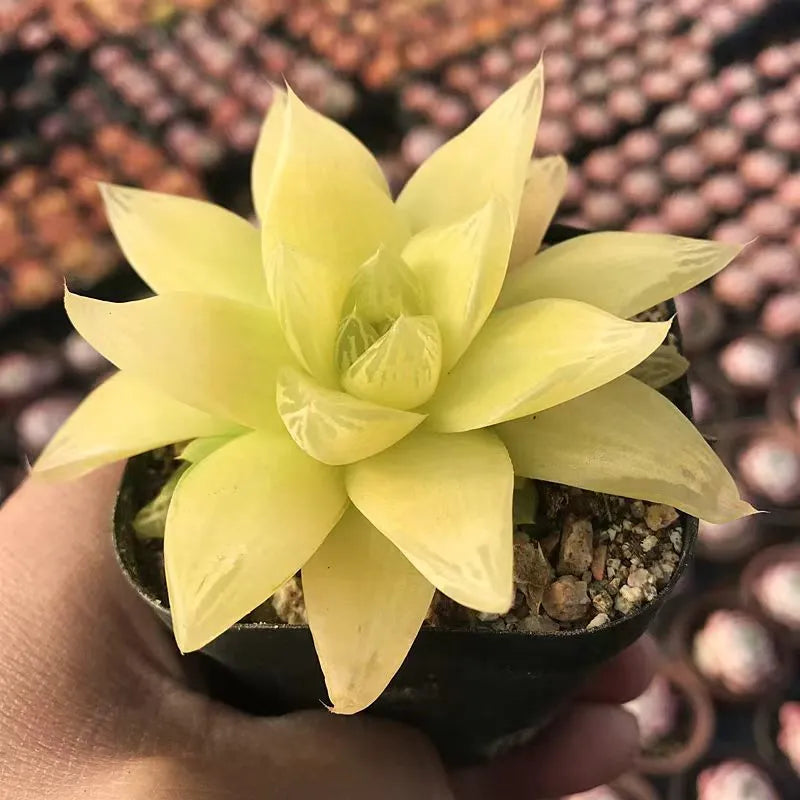 Haworthia Cymbiformis 'Xantha Gold' - 2.5'' mysoilsong