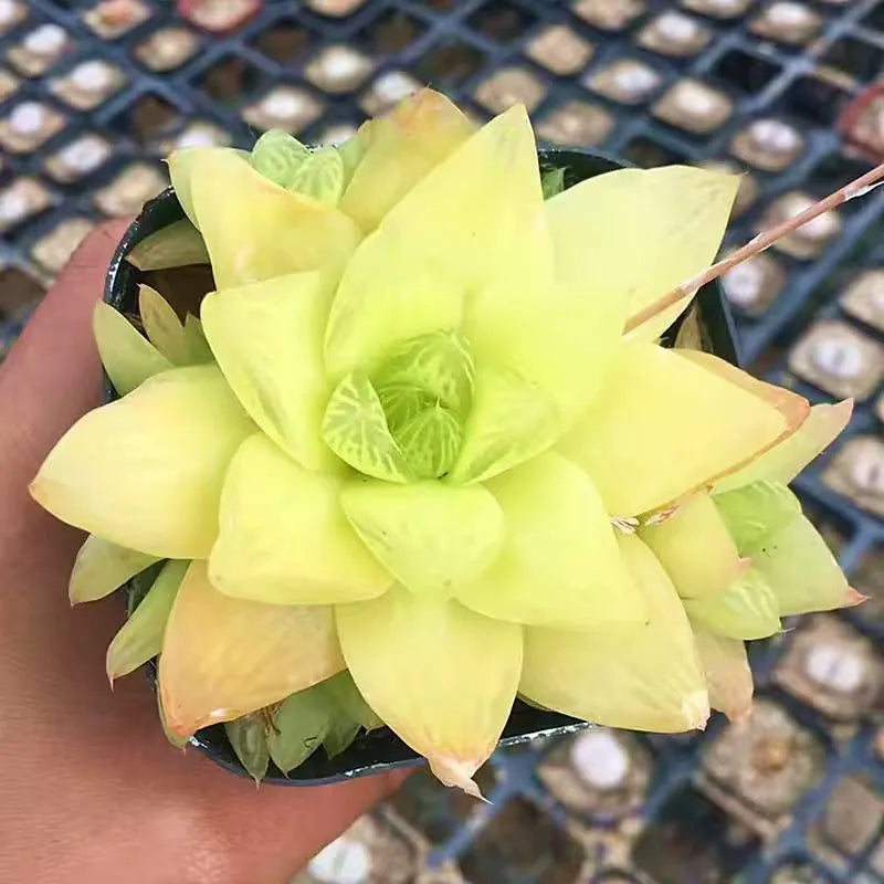 Haworthia Cymbiformis 'Xantha Gold' - 2.5'' mysoilsong