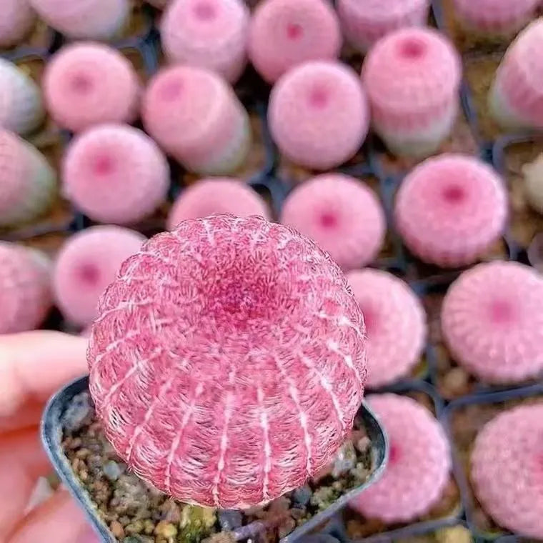 Rainbow Hedgehog Cactus - 2'' mysoilsong