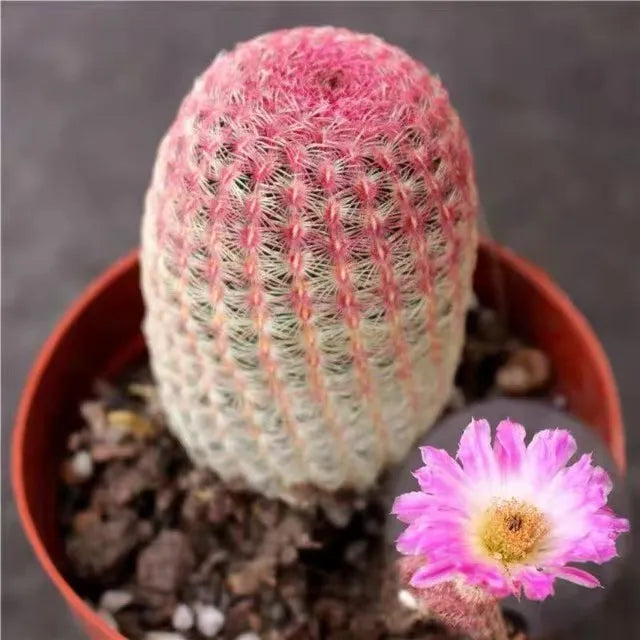 Rainbow Hedgehog Cactus - 2'' mysoilsong