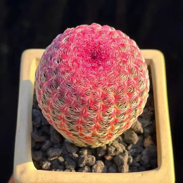 Rainbow Hedgehog Cactus - 2'' mysoilsong