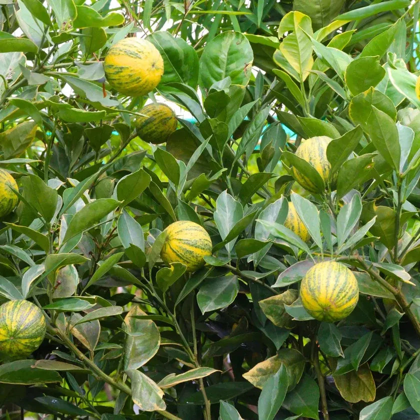 Variegated Eureka lemon tree with several yellow-green lemons hanging among glossy leaves