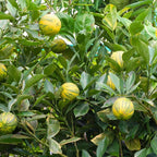 Variegated Eureka lemon tree with several yellow-green lemons hanging among glossy leaves