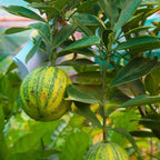 Variegated Eureka lemon tree with single ripe yellow-green lemon on green leaves