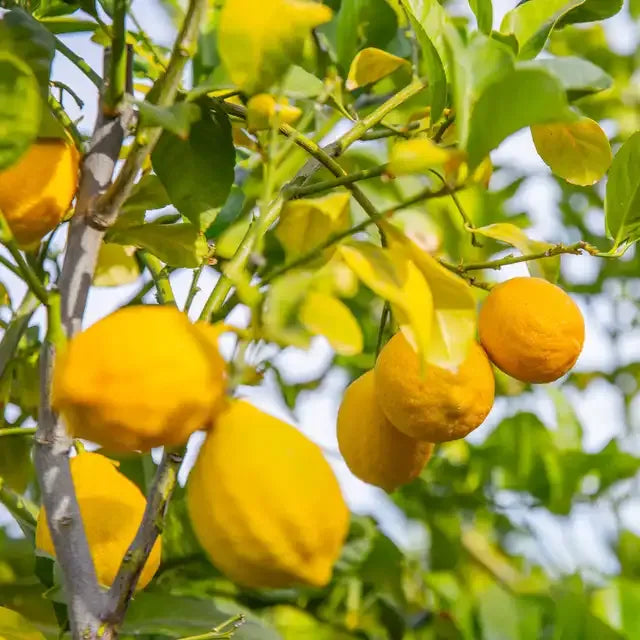Eureka Lemon Tree - 1.5ft. Tall Bare Root Soil Song