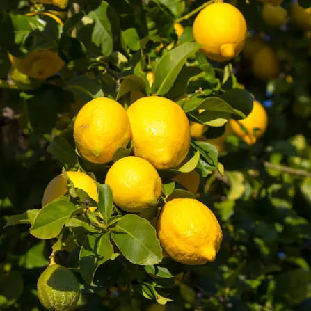 Eureka lemon tree with green leaves and yellow lemons on branches