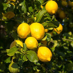 Eureka lemon tree with green leaves and yellow lemons on branches