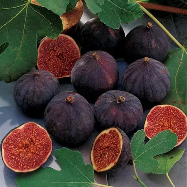 Chicago Hardy Fig Tree - 1.5ft. Tall Bare Root Soil Song