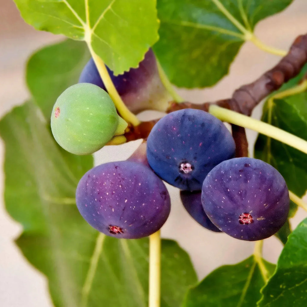 Chicago Hardy Fig Tree - 1.5ft. Tall Bare Root Soil Song
