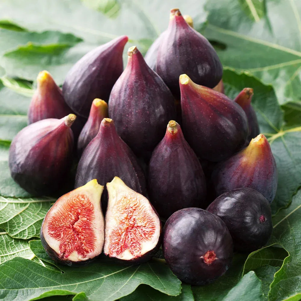 Celeste Fig Tree - 1.5ft. Tall Bare Root mysoilsong