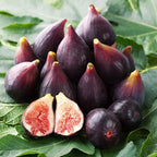 Celeste Fig Tree - 1.5ft. Tall Bare Root mysoilsong