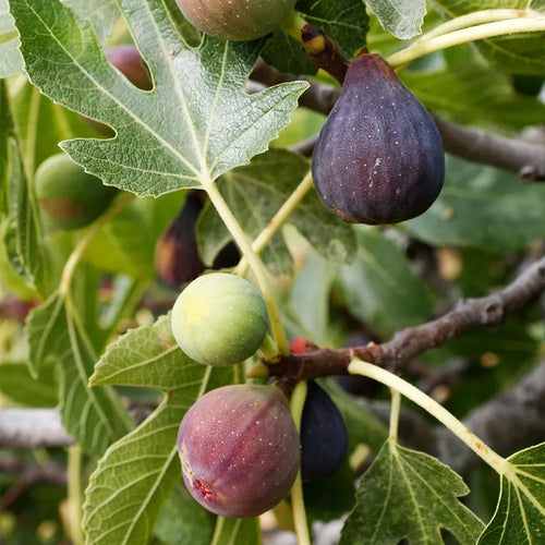 Celeste Fig Tree - 1.5ft. Tall Bare Root mysoilsong