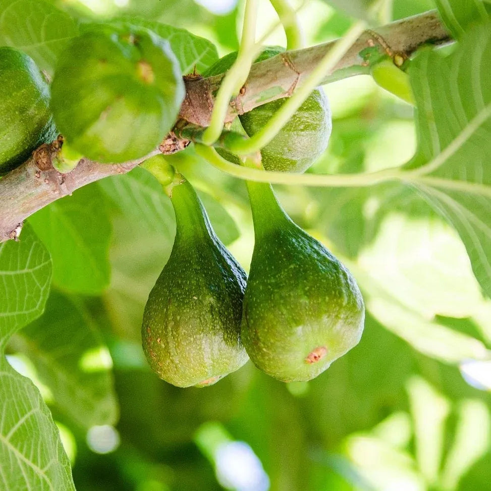 Desert King Fig Tree - 1.5ft. Tall Bare Root Soil Song