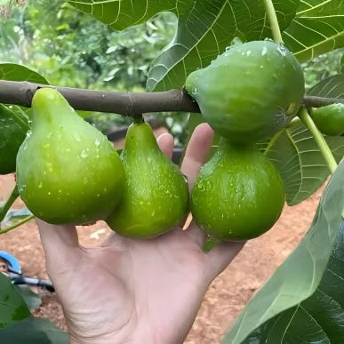 Desert King Fig Tree - 1.5ft. Tall Bare Root Soil Song