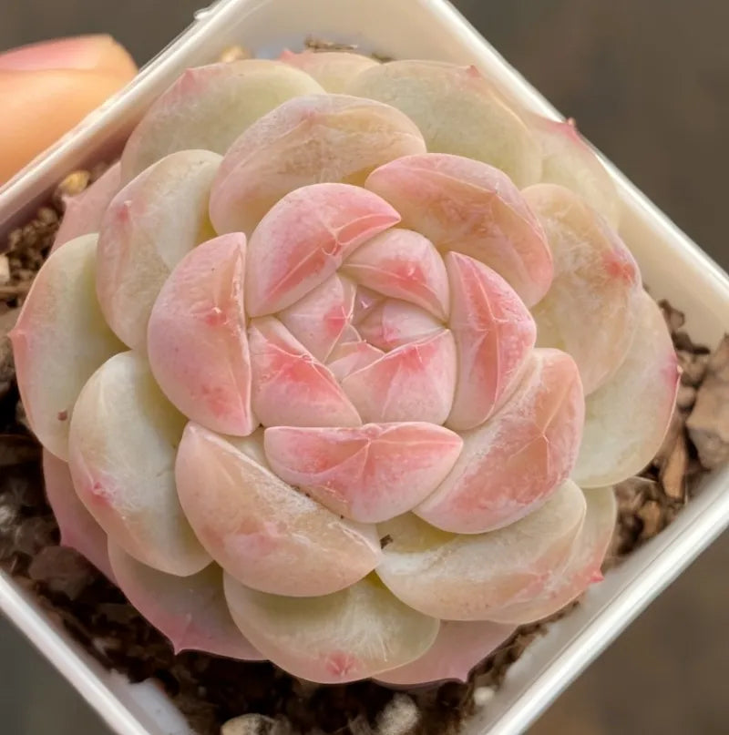 2 in pot succulent with pink and cream rosette leaves