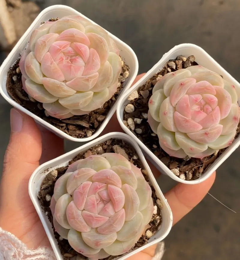 Three 2 in pots with pastel pink and cream rosette succulents