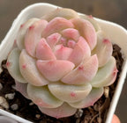 2 in pot succulent with layered pink and cream rosette