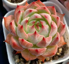 Echeveria Estrela 2-inch succulent rosette with red-tipped curved leaves