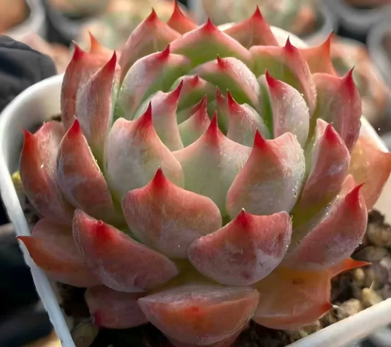 Echeveria Estrela 2-inch succulent rosette with a tight spiral and red tips
