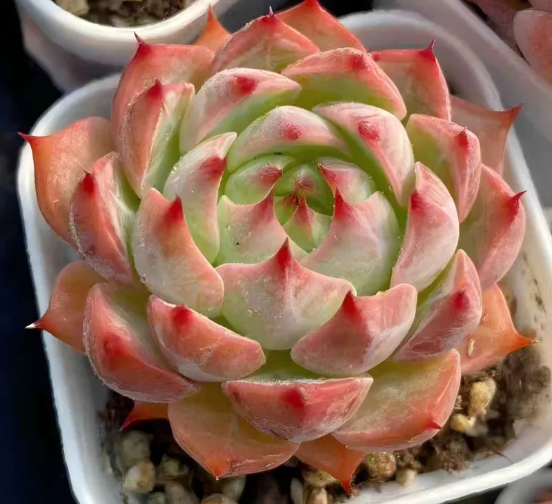 Echeveria Estrela 2-inch succulent rosette with green center and red points