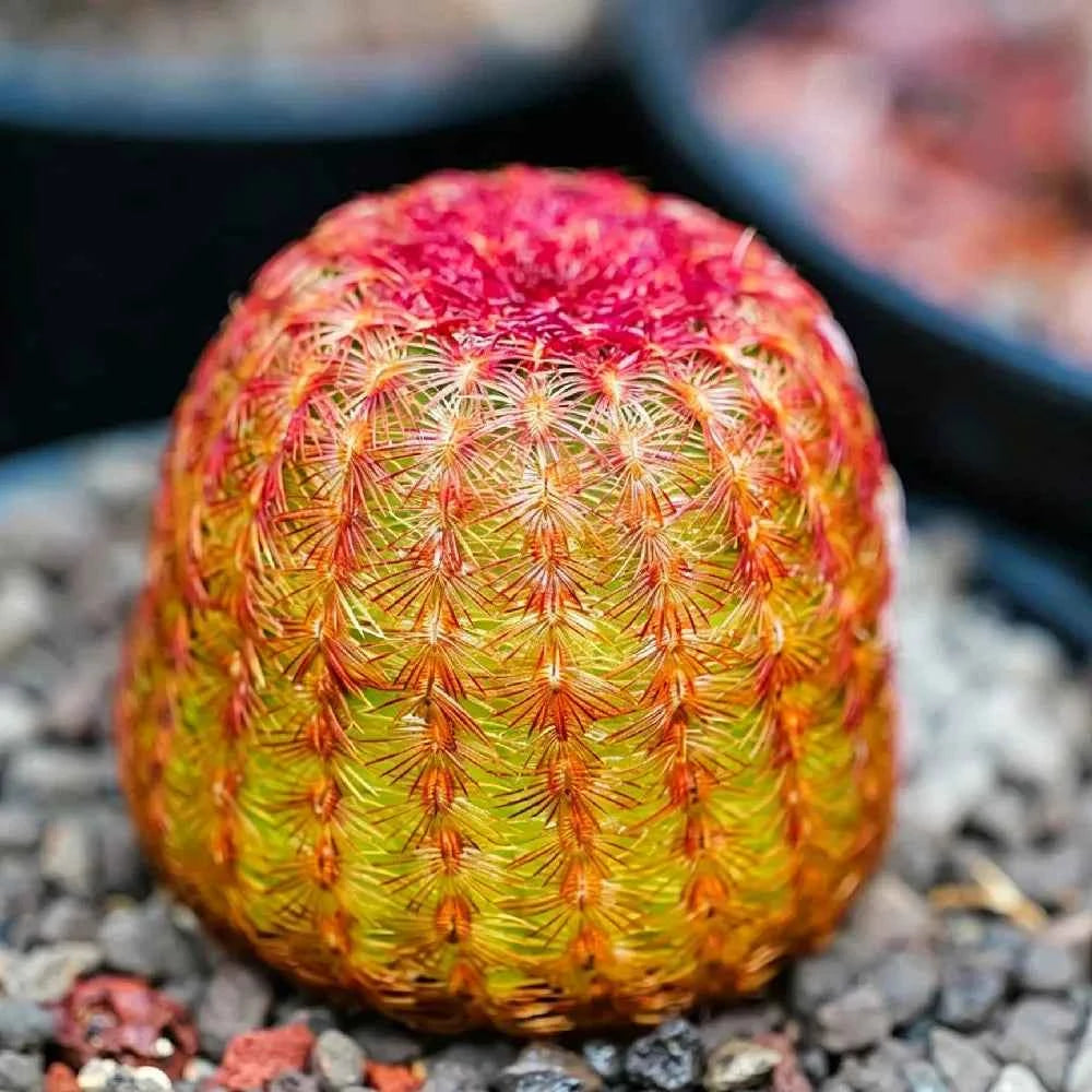 Multicolor cactus ball on gravel, orange, yellow, and green thread spines