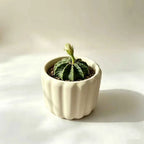 Cream scalloped ceramic planter with leafy greens inside