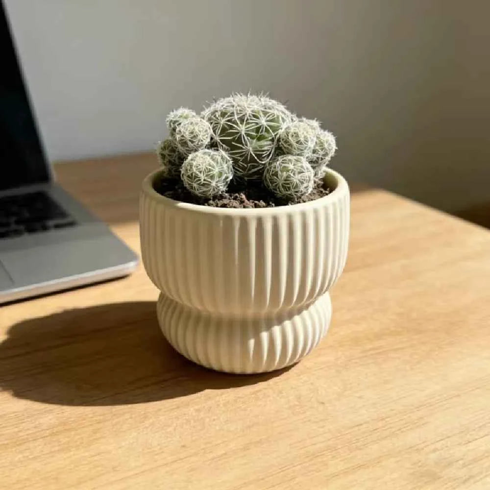 Cream ceramic ribbed planter with round cactus-like plants