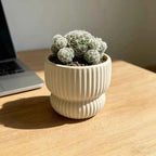 Cream ceramic ribbed planter with round cactus-like plants