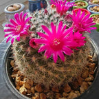 Round cactus with white spines and multiple bright pink star-shaped flowers in a pot