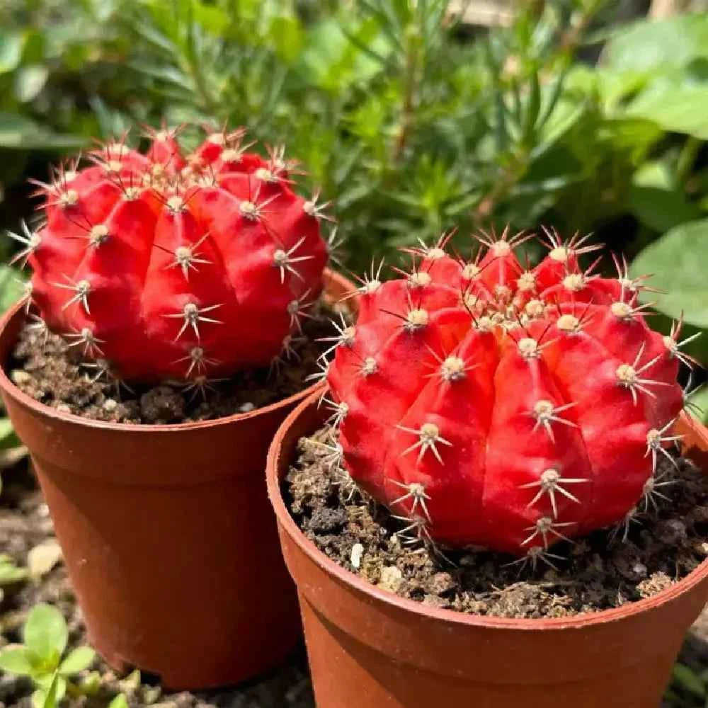 Two small red barrel cacti with white spines in terracotta pots