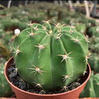 Round green cactus with radial spines in terracotta pot