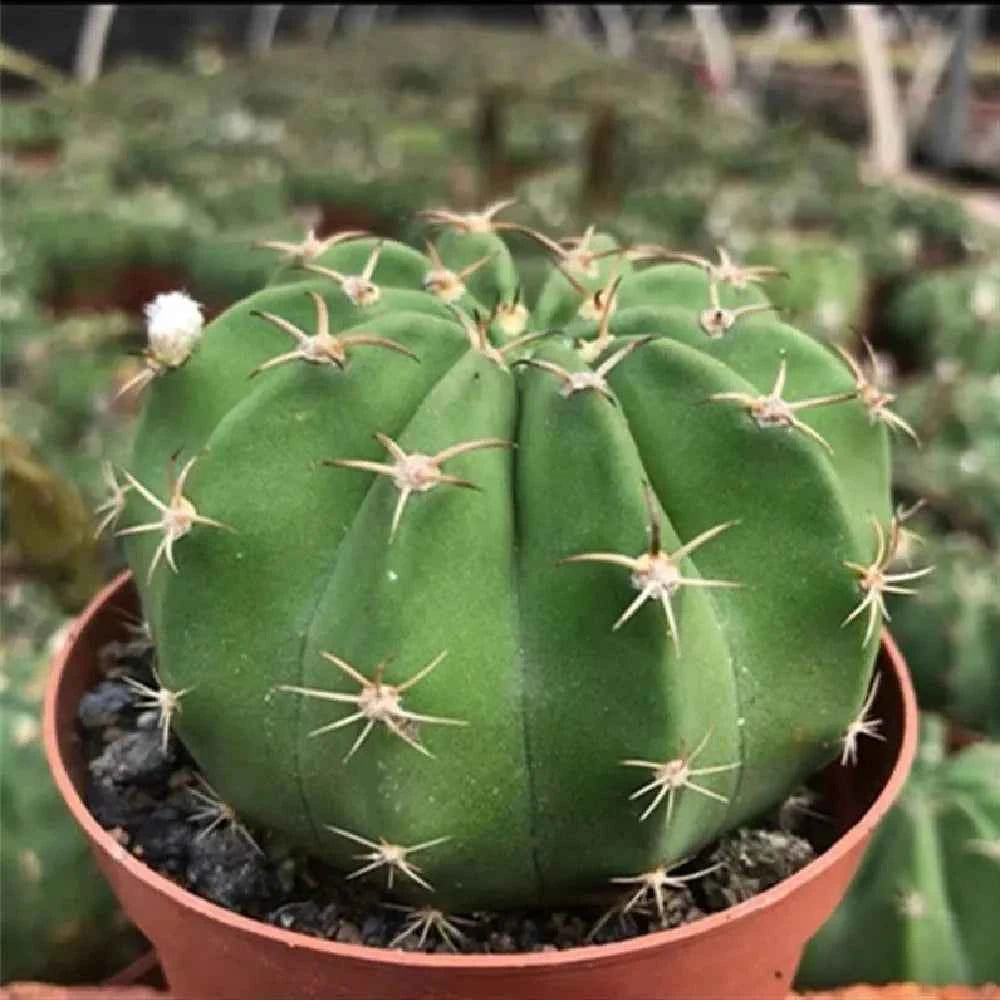 Round green cactus with radial spines in terracotta pot