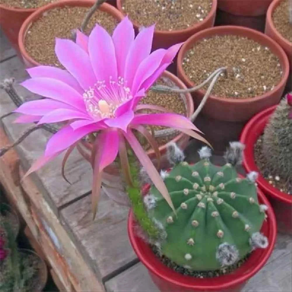Pink flowering cactus in terracotta pots with green spiny stems