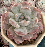 Echeveria succulent with pale pink and white rosette leaves, subtle green centers